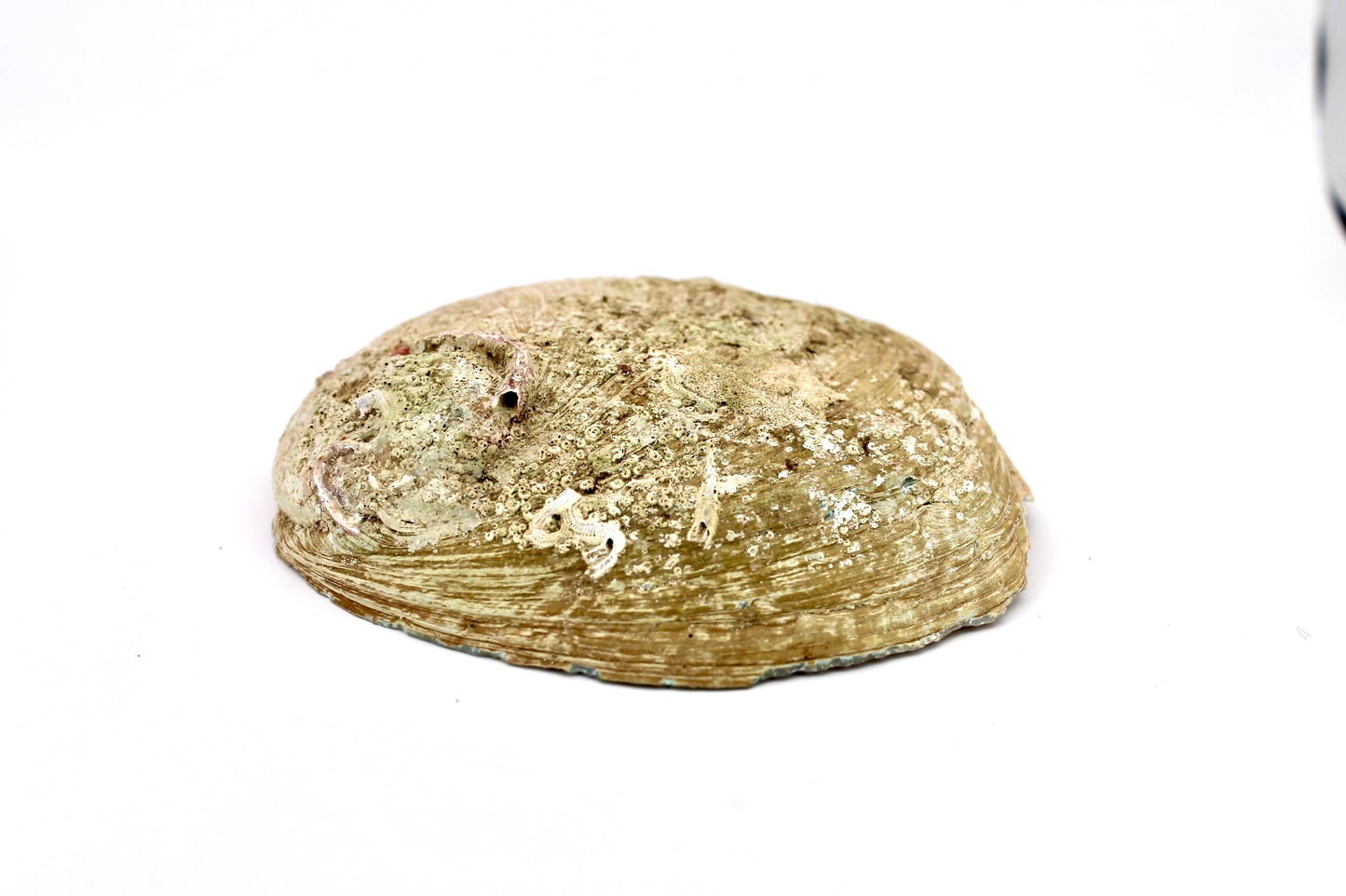 Abalone Muschel Räuchergefäß