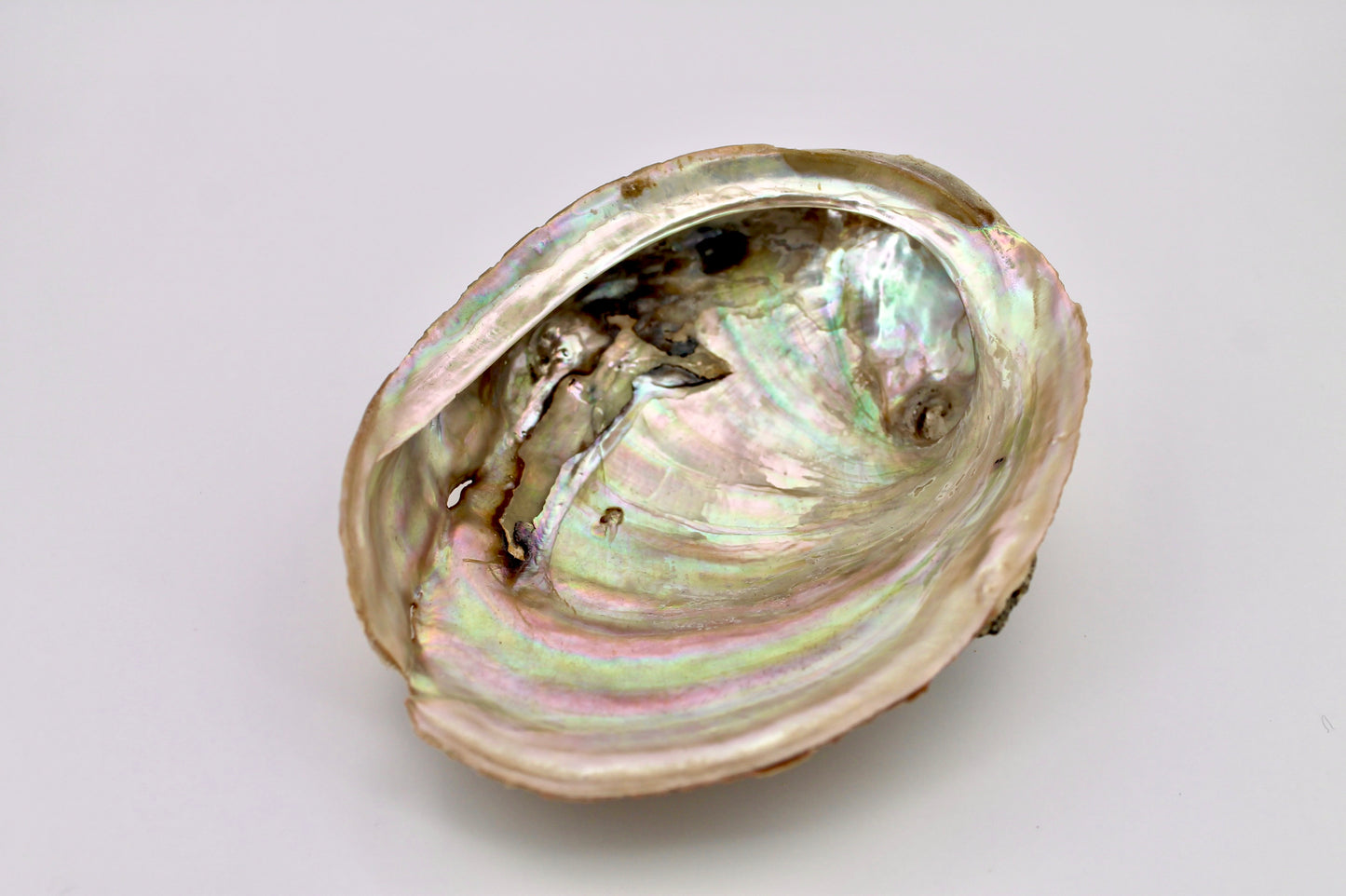Abalone Muschel Räuchergefäß
