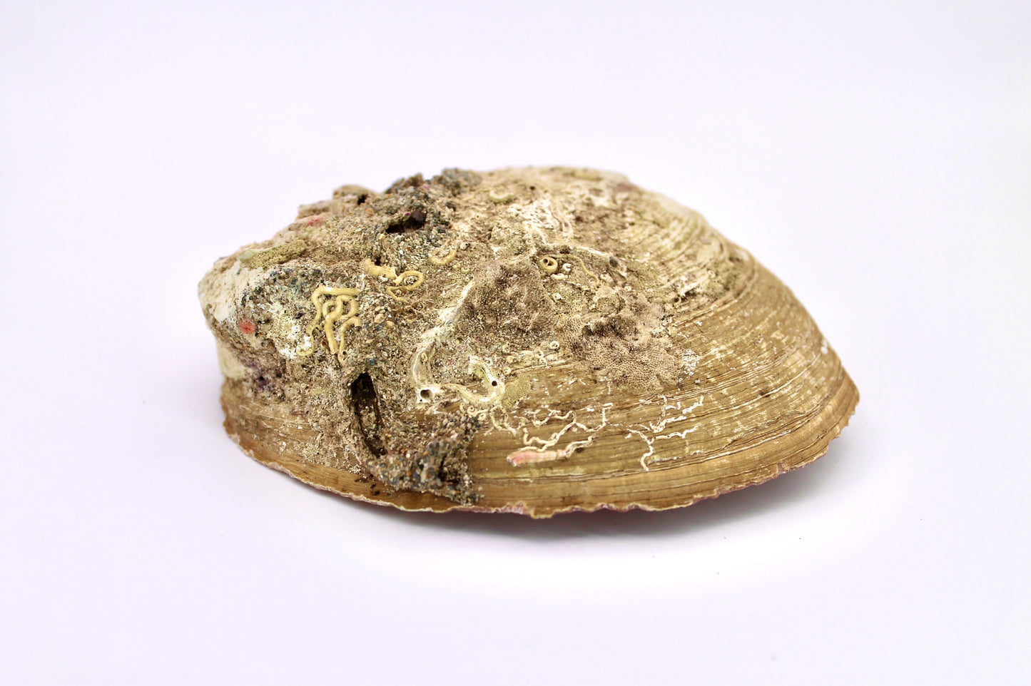 Abalone Muschel Räuchergefäß
