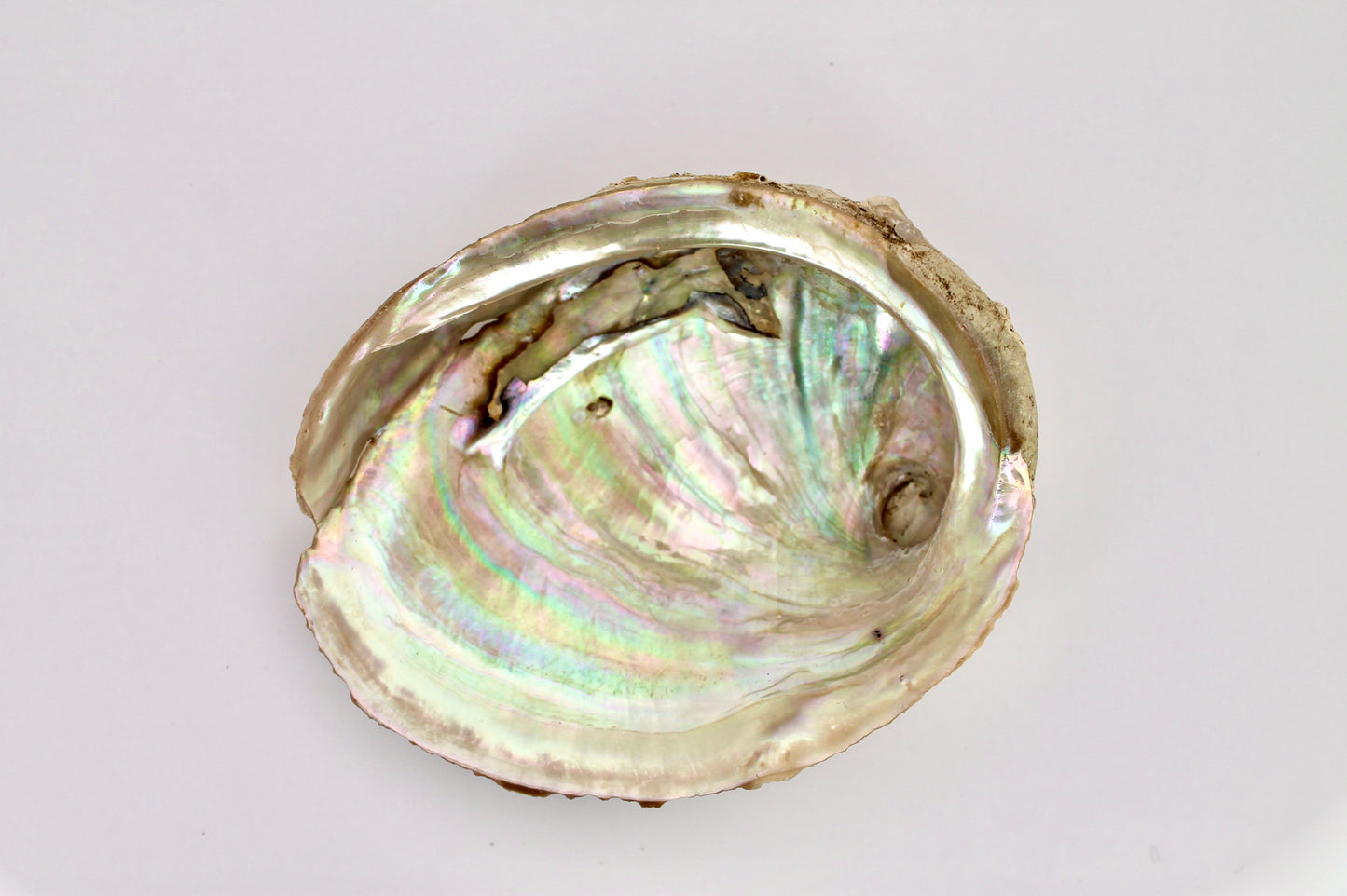 Abalone Muschel Räuchergefäß