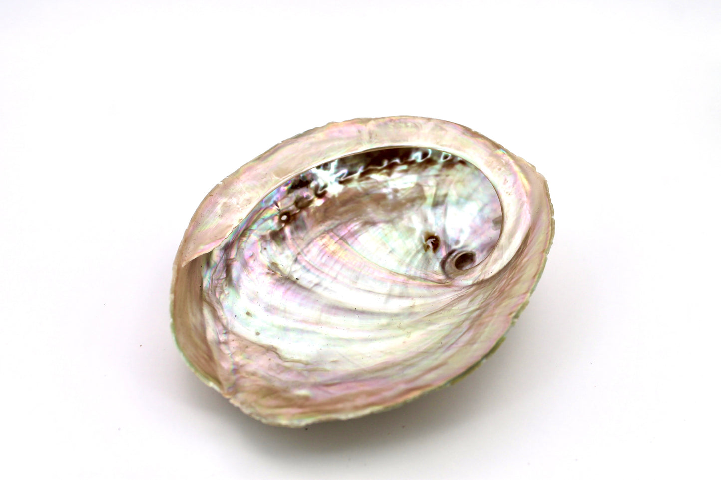 Abalone Muschel Räuchergefäß