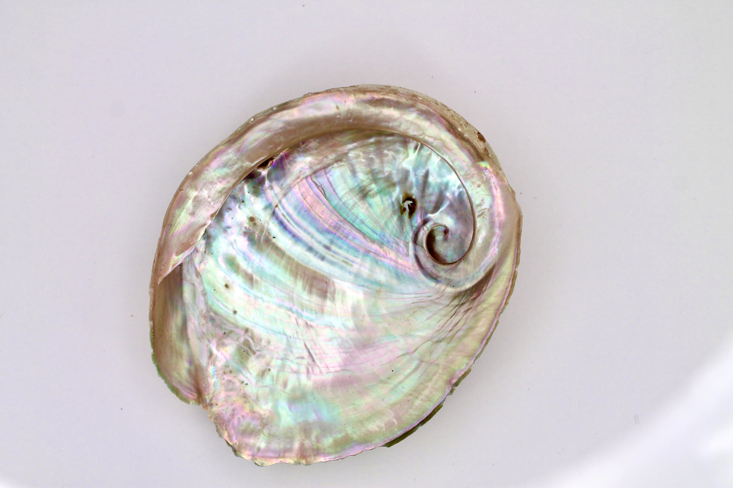 Abalone Muschel Räuchergefäß