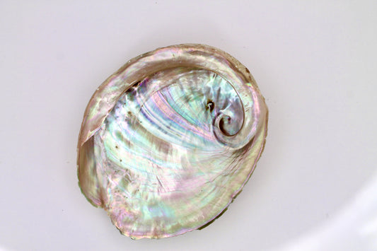 Abalone Muschel Räuchergefäß